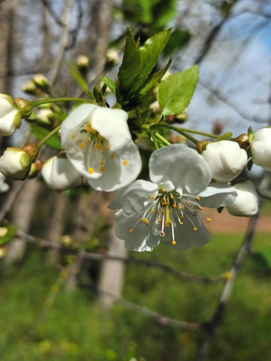 NãoMeCansoDisto_Flores1.jpg