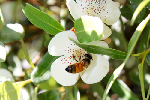 Leatherwoodhoneybee.jpg