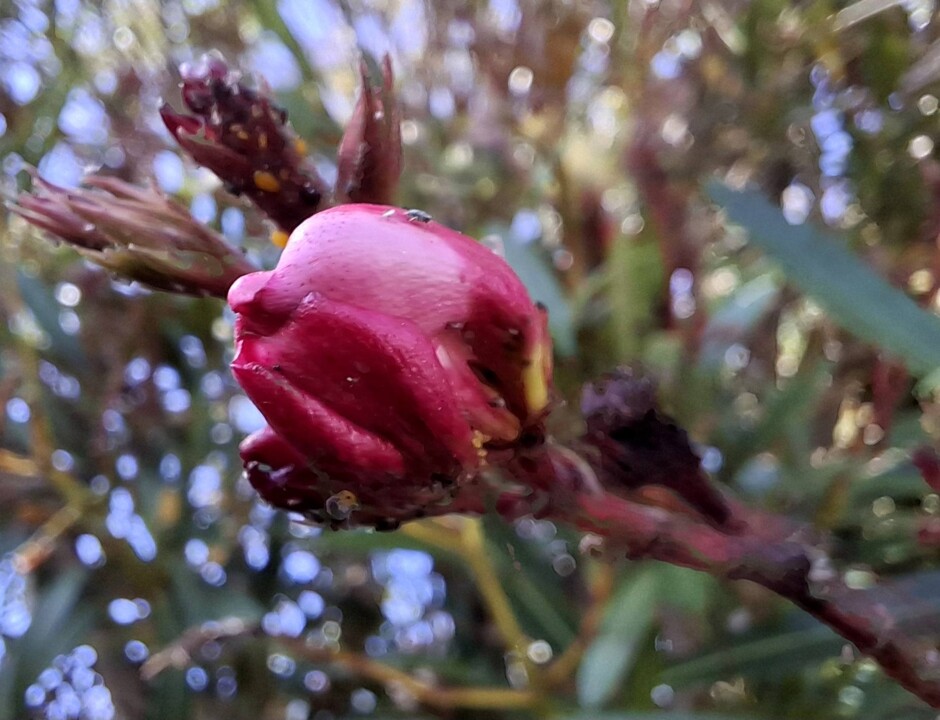 504257612_10014662738648941_7242041444846398789_n.