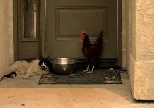 HD Aqui há gato... e uma galinha.jpg