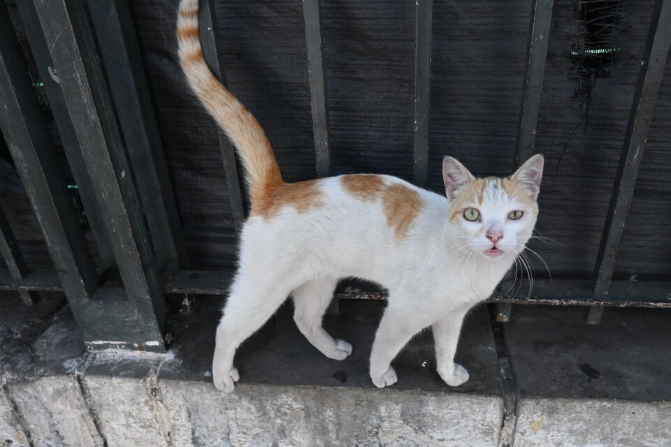 Não me canso disto gato5.JPG