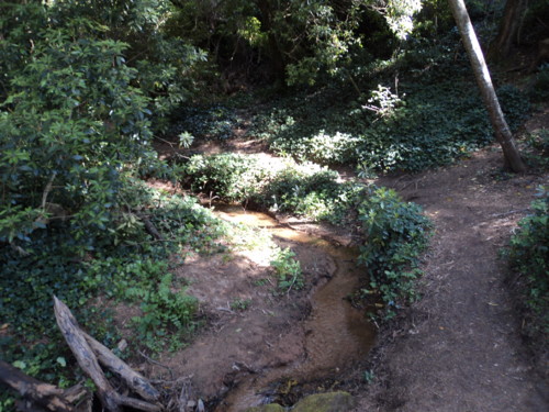 BOSQUE.JPG BOSQUE.JPG