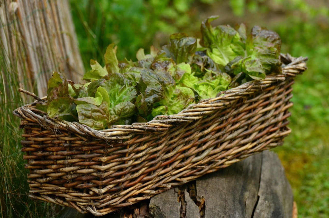 salad-1516689_1920.jpg