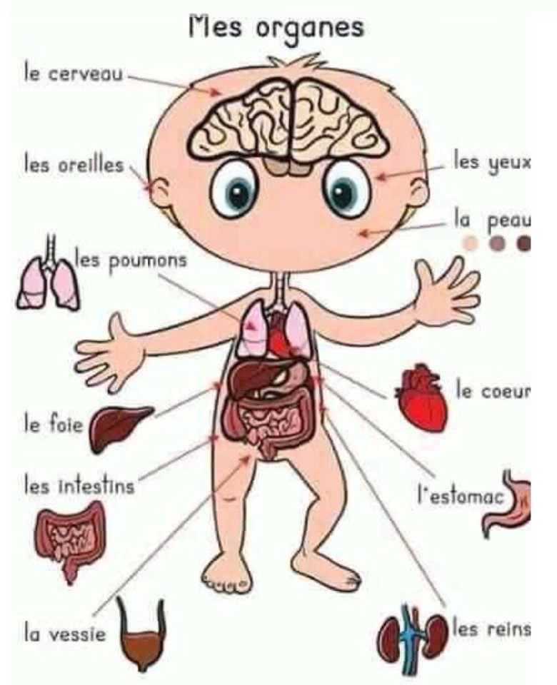 Vamos Aprender Francês Corpo Humano Parte 2 As Nossas Voltas