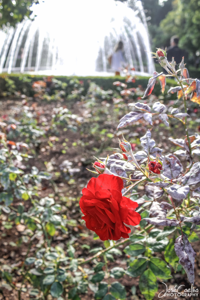 jardins palácio nacional belém (15).jpg