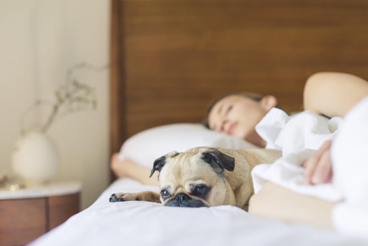 bed-bedroom-cute-545016.jpg bed-bedroom-cute-545016.jpg