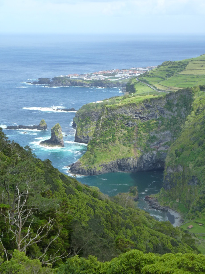 Cedros, Flores (3).JPG Cedros, Flores (3).JPG