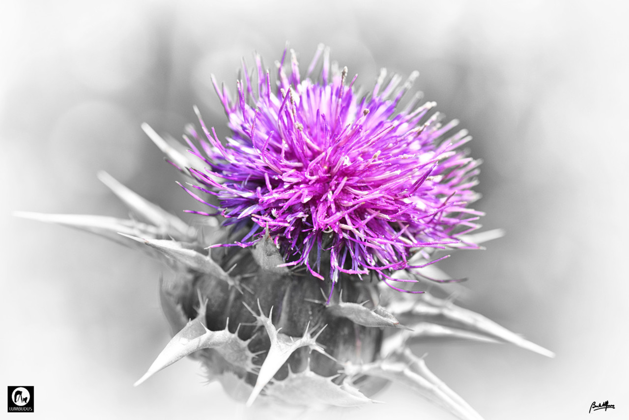_D704135a.jpg