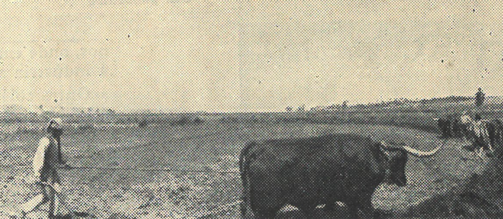 lavrando os canteiros de arroz.png