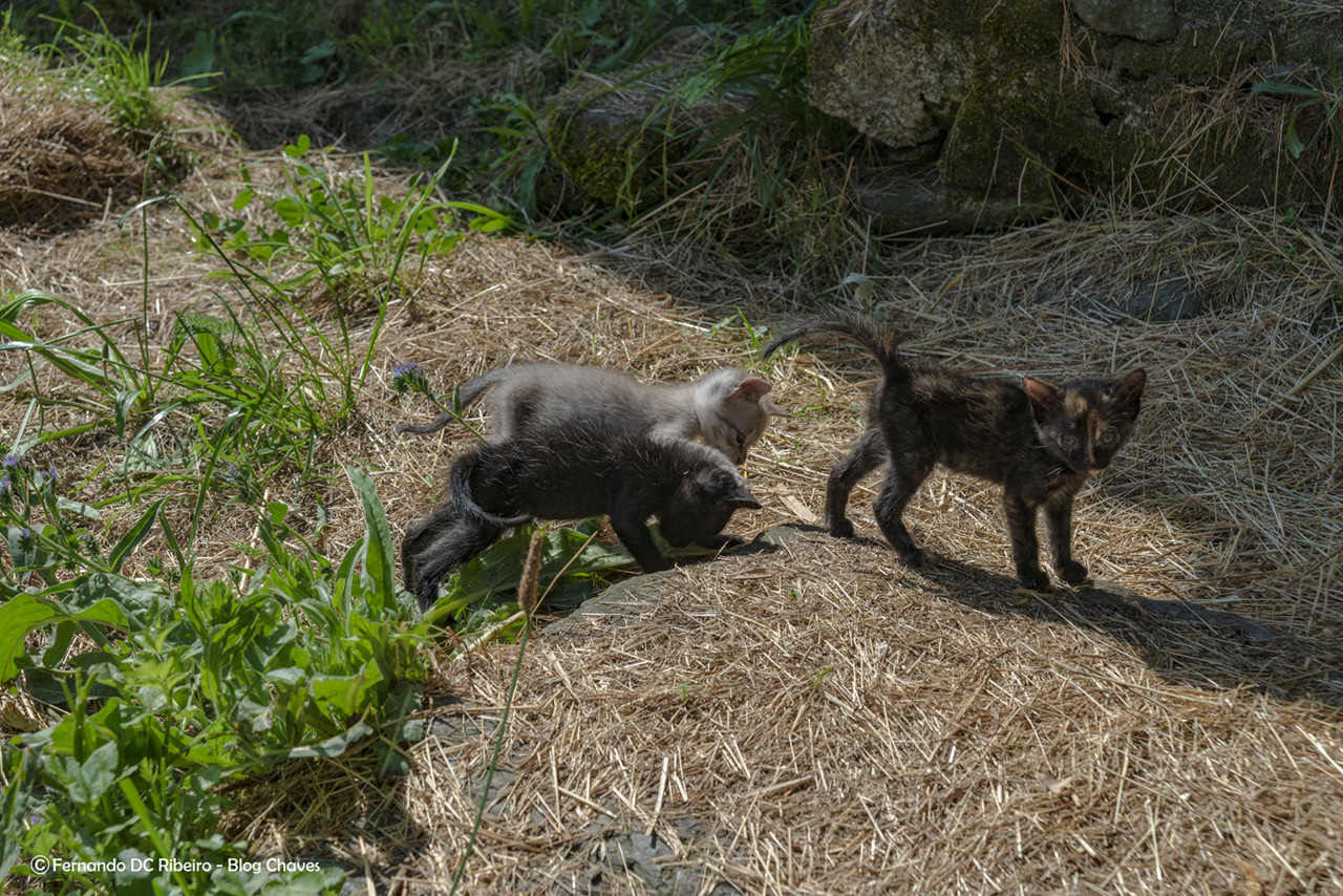 1600-cerdeira (46)-video.jpg