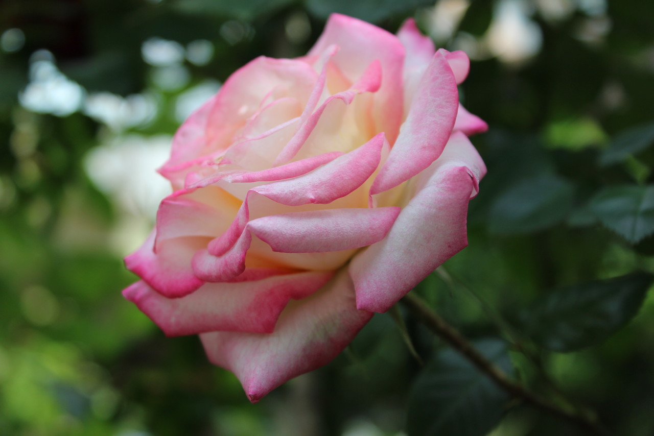 rosa.JPG