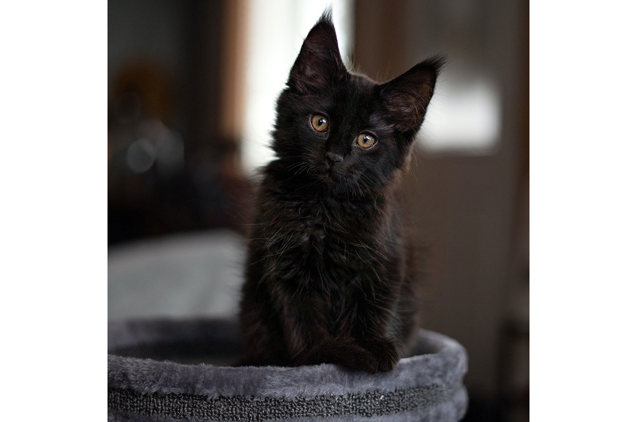 happy Caturday