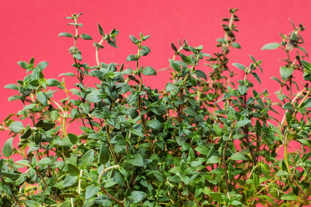 thyme-1781005_1920.jpg thyme-1781005_1920.jpg