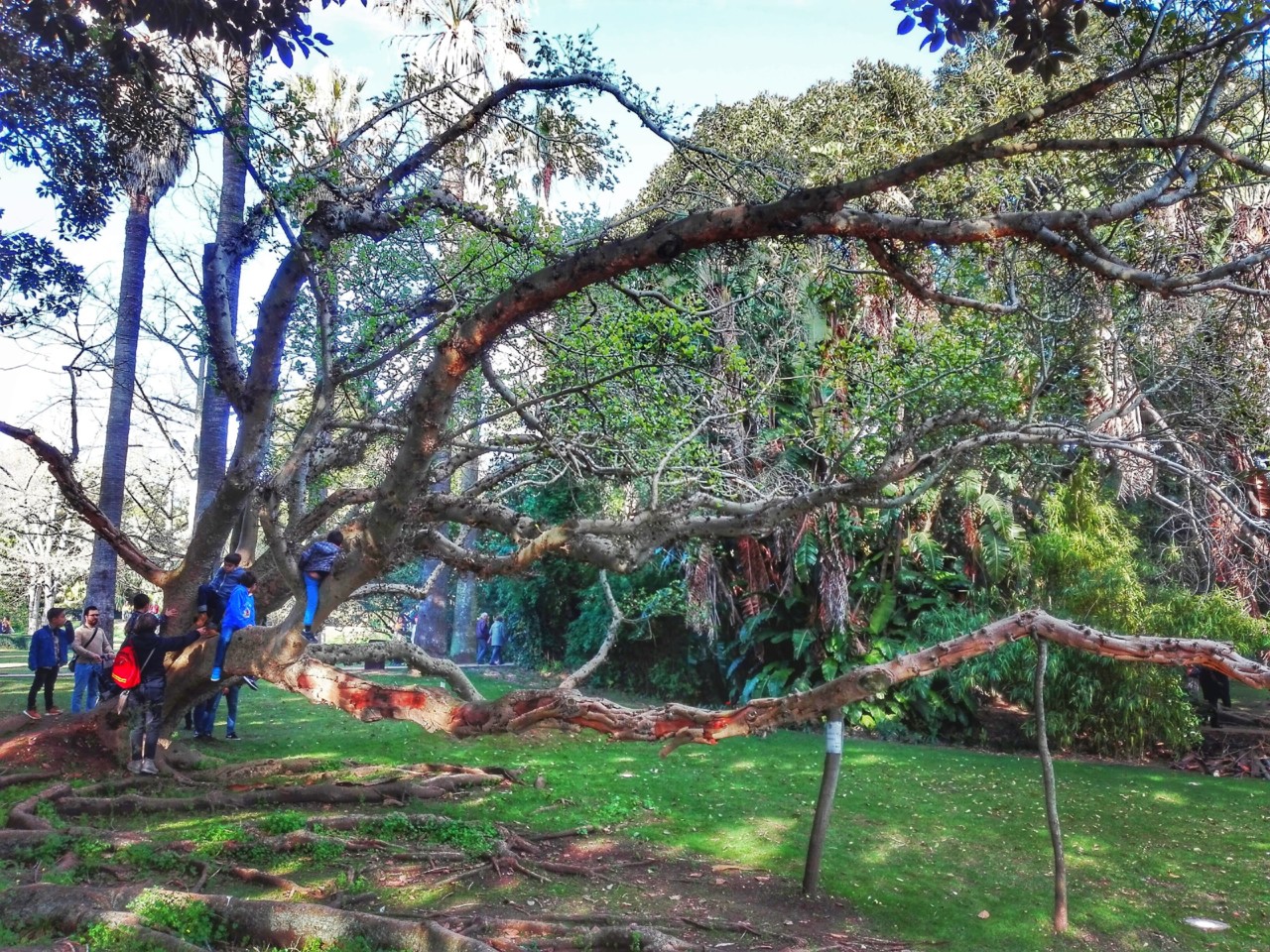 jardim tropical belem (5).jpg