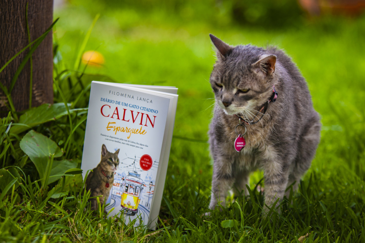 image%3A23433 image%3A23433