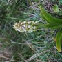Barlia robertiana - hipocrom&aacute;tica