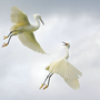 snowyegretszr1.jpg