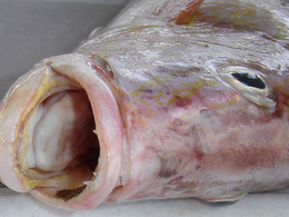 Pela boca morre o peixe.jpg