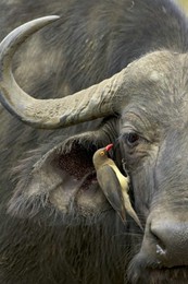 oxpeckerandcapebuffaloly2.jpg