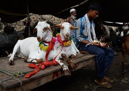 Vendedor de cabras em Nova Deli, Índia 
