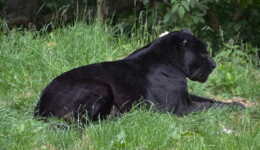 panter-g06d3fe9a6_1920.jpg