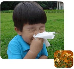 alergia01picada.jpg