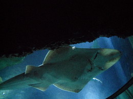 Sea Life