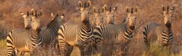 zebras-8054175_1280.jpg