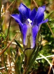 gensiana.jpg