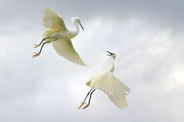 snowyegretszr1.jpg