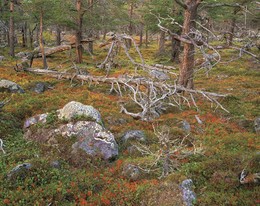 laplandforestyz6.jpg