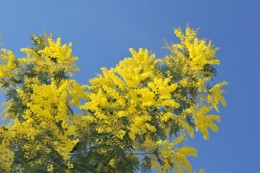 mimoseira.jpg