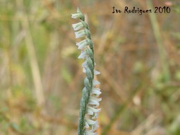Spiranthes spiralis 