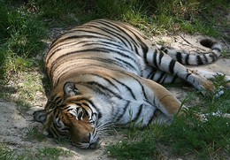 tigre3.jpg