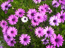 fb_DBtsE0eL5TMgOQRZYFzk